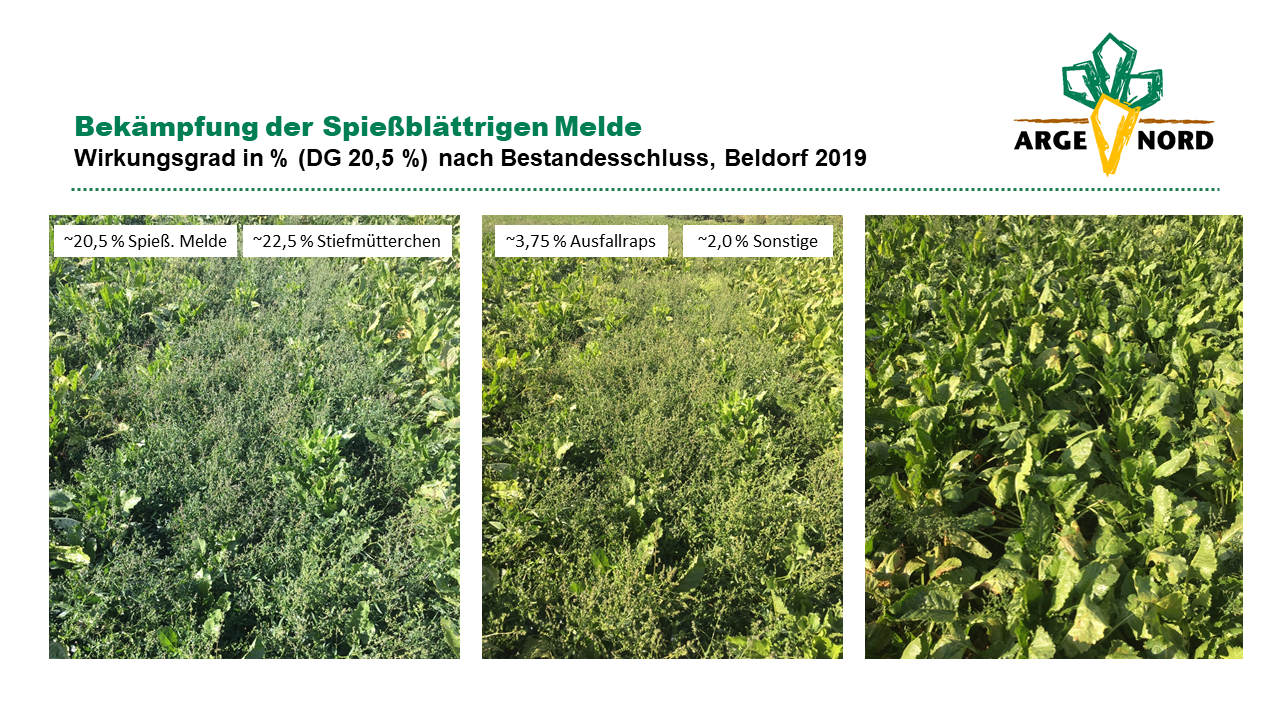 Spießblättrige Melde (Beldorf) 2019