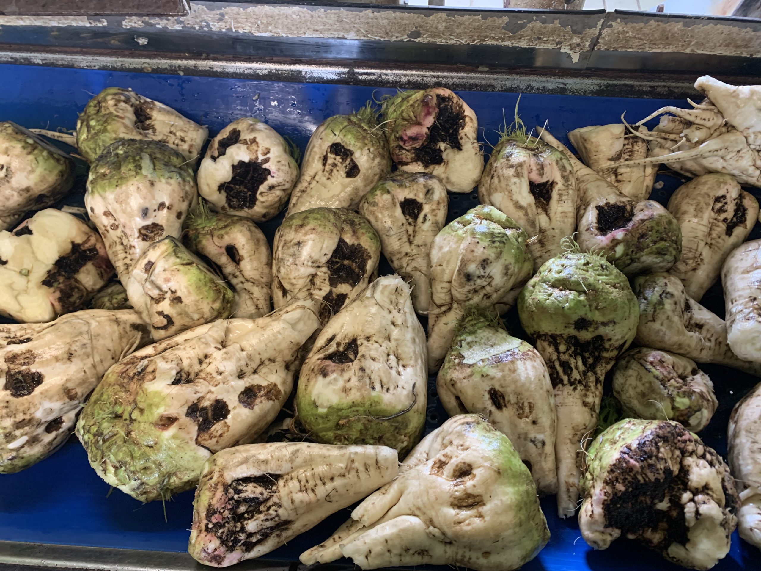 MU Aphanomyces (Bokel, Weddersehl) 2021